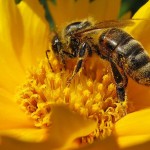 El PNUMA advierte sobre el peligro de la disminución de la población de abejas