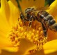 Las abejas juegan un rol fundamental en la alimentación humana Foto: Flickr Andreas