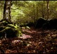 Bosque de Irati, relíctico en la Península Ibérica. Foto: Flickr Javier Sales