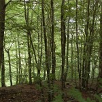 Barcelona acogerá la sede del Instituto Forestal Europeo