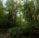 Bosque en Indonesia, uno de los lugares con mayor pérdida forestal. Foto Flick Cifor