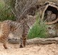 lince iberico