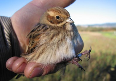 Escribenta de las canaveiras (escribano palustre). Foto: http://grupodeanelamentoandurinha.blogspot.com
