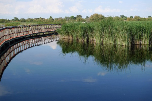 daimiel