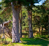 Pinar de la Pinosilla