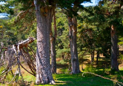 Pinar de la Pinosilla
