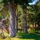 Pinar de la Pinosilla