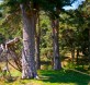 Pinar de la Pinosilla