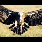 Why I love vultures