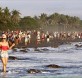 Turistas en la arribada de tortugas en Ostional (Costa Rica) www.nacion.com