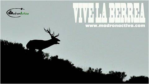 vive berrea