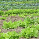 Reducir el nitrógeno presente en fertilizantes no afecta al rendimiento productivo