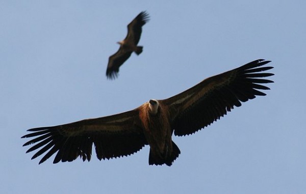 impacto ambiental parques eólicos rapaces