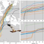 La Migración de las Aves