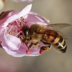 España aborda un Plan para evitar el alarmante declive de las abejas