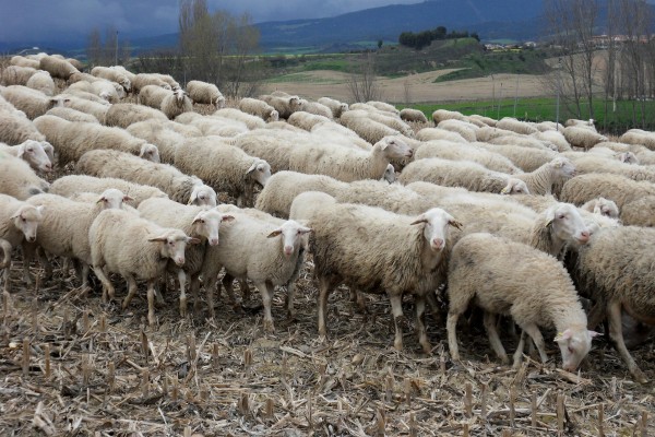 Un estudio identifica el pastoreo como “mejor regulador” de la biodiversidad