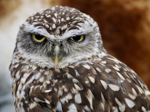 cajas nido, refugios de biodiversidad