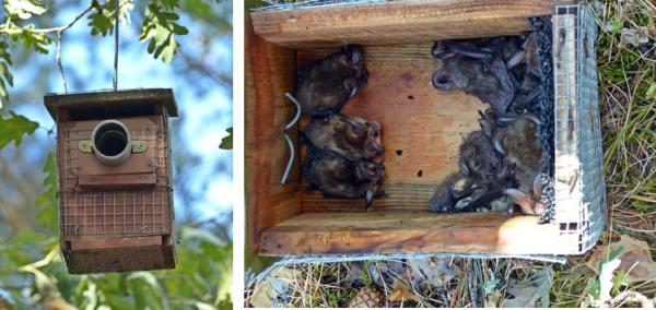 cajas nido, refugios de biodiversidad 