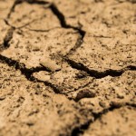 El cambio climático frena la descomposición de nutrientes, según un estudio