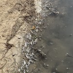 La Fiscalía investiga la muerte de miles de peces en el Mar Menor
