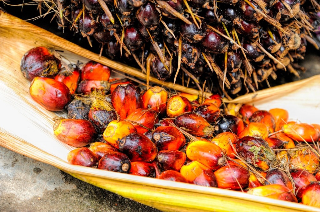 alternativa sostenible aceite de palma