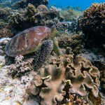 Más de un centenar de ONG ambientales urge al “rescate” de los océanos para 2030