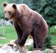oso pardo iberico
