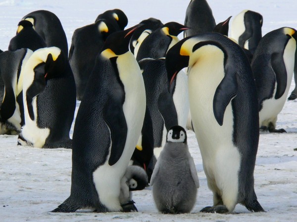 pingüinos emperador