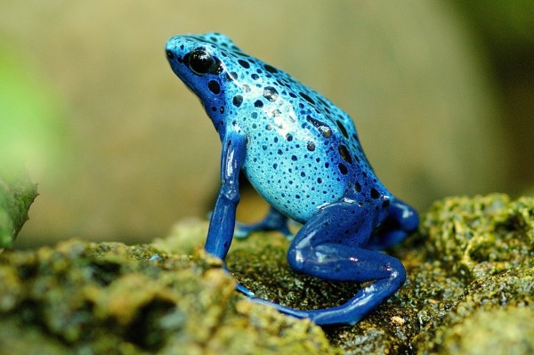 Dendrobates azureus