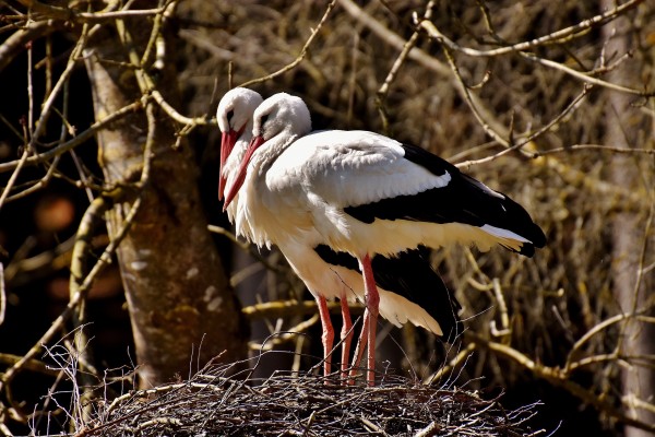 aves migratorias declive