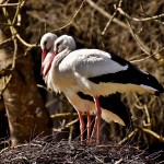 El 40 % de las 200 especies de aves migratorias en España afrontó su Día Mundial en declive