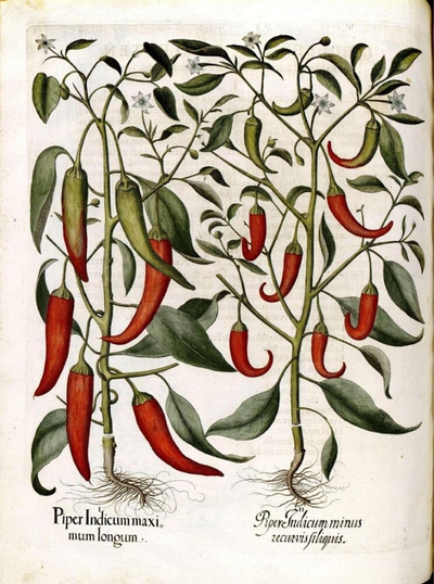 Plantas de chile