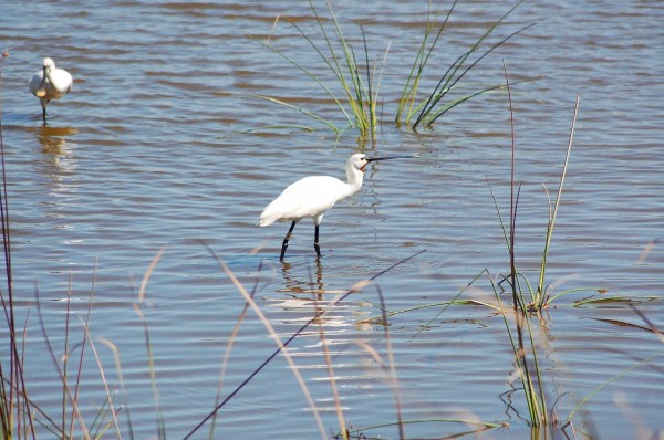 doñana