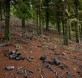 deforestación miteco