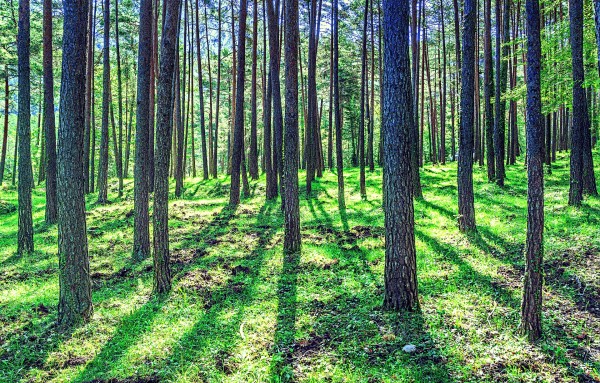 biodiversidad bosques