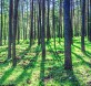 biodiversidad bosques