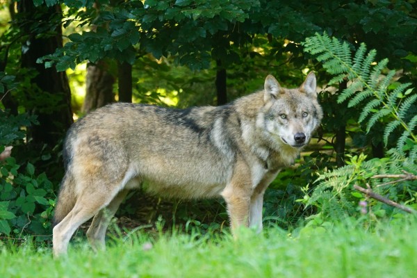 lobo ibérico lobo ibérico