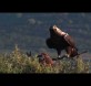El turismo ornitológico en España