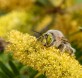 70-especies-de-abejas