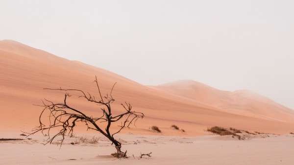 Día Mundial de Lucha contra la Desertificación y la Sequía 