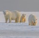 osos polares alaska