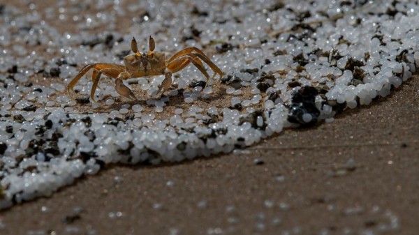 sri lanka vertido