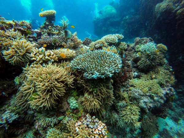 barrera de coral