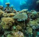 barrera de coral