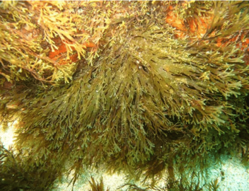 El alga asiática Rugulopteryx okamurae: invasión del Mediterráneo