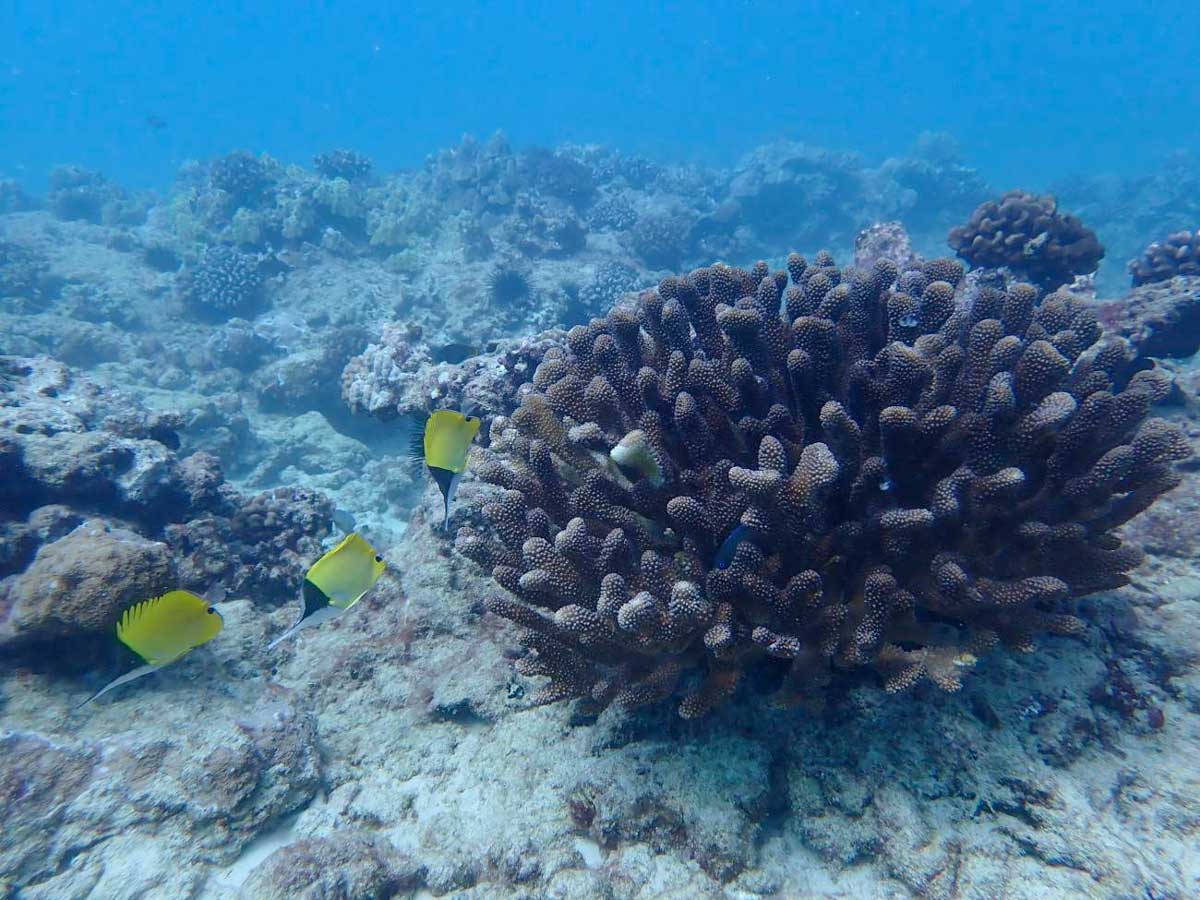 crisis climatica arrecifes de coral