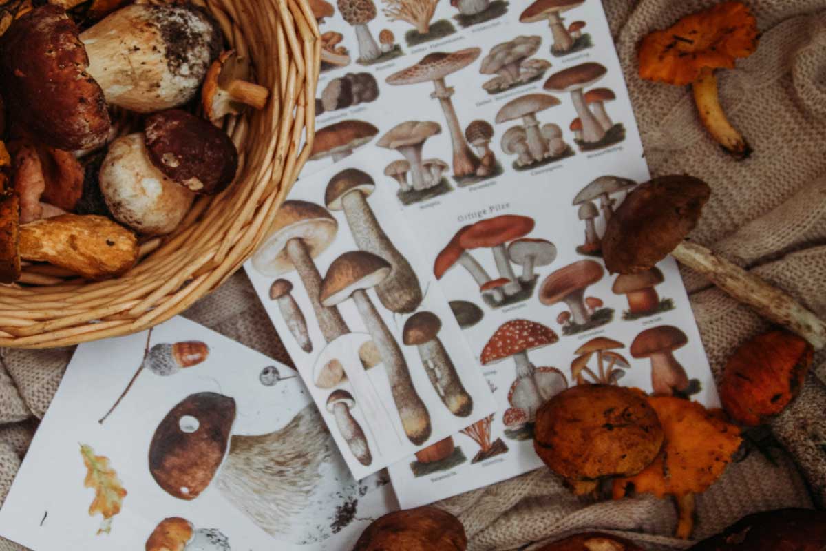 eventos medio ambiente noviembre