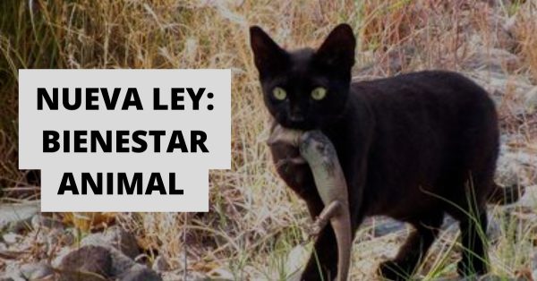 nueva ley bienestar animal