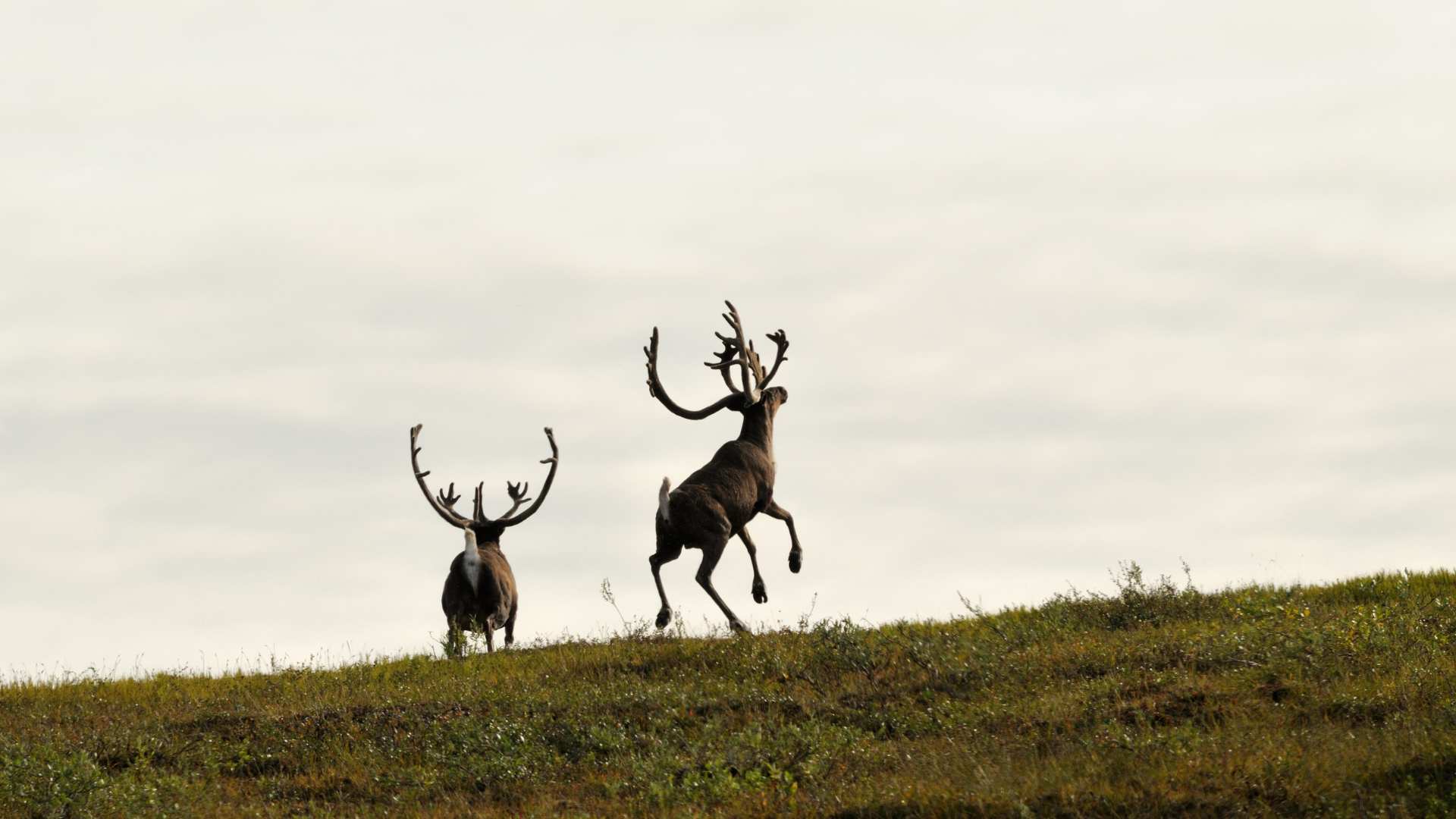 Cumbre Mundial de la Biodiversidad Canada