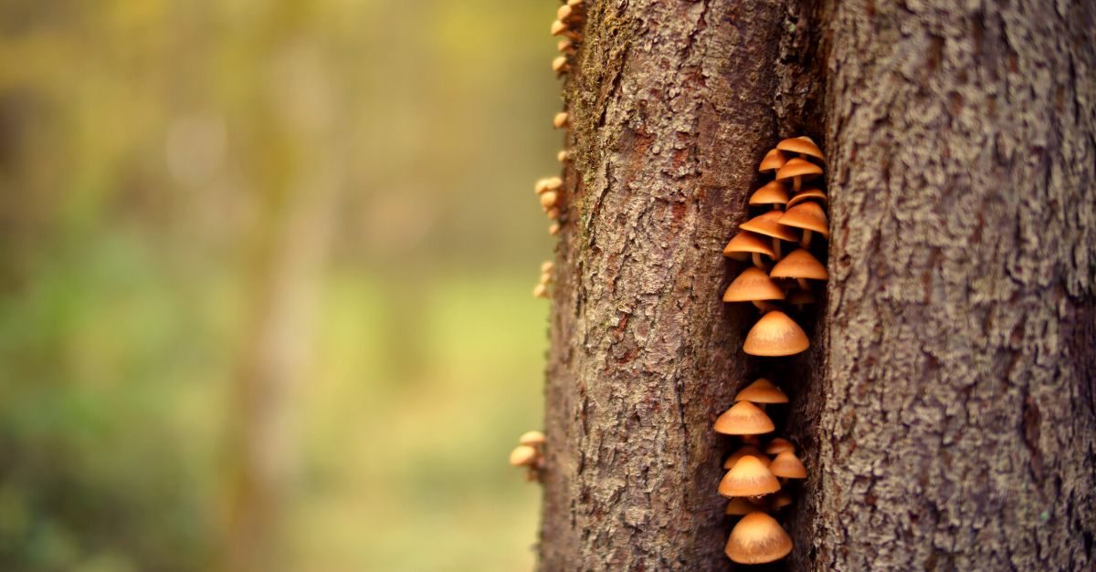 agenda de ocio 9-11 de diciembre